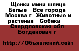 Щенки мини шпица Белые - Все города, Москва г. Животные и растения » Собаки   . Свердловская обл.,Богданович г.